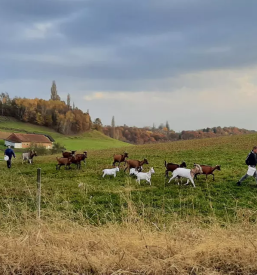 Mlecni izdelki podravska