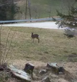 Okrepcevalnica velika planina