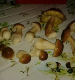 Okrepcevalnica velika planina