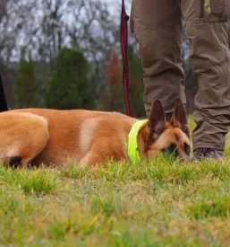 Vzgoja in prevzgoja psov podravska