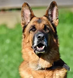 Vzgoja in prevzgoja psov podravska