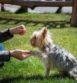 Vzgoja in prevzgoja psov stajerska