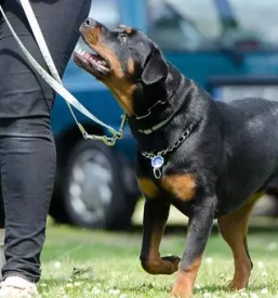 Vzgoja in prevzgoja psov stajerska