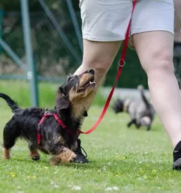 Vzgoja in prevzgoja psov stajerska