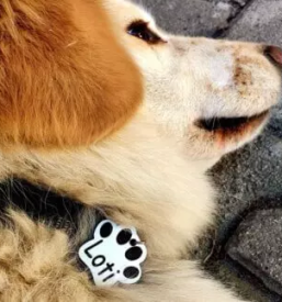 Leseni unikatni izdelki