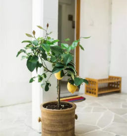 sobe z letnim vrtom Tolmin