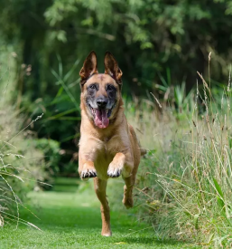 Vzgoja in prevzgoja psov na terenu podravska