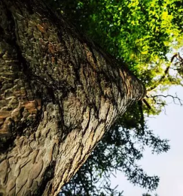 Spravilo lesa ljubljana in okolica