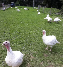 Vzreja in prodaja puranov ter piscancev slovenija