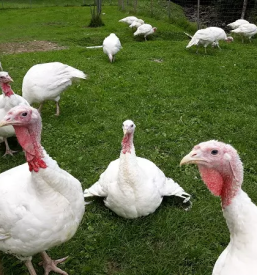 Vzreja in prodaja puranov ter piscancev slovenija
