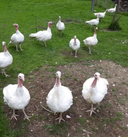 Vzreja in prodaja puranov ter piscancev slovenija
