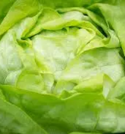 Ekoloska zelenjava pragersko