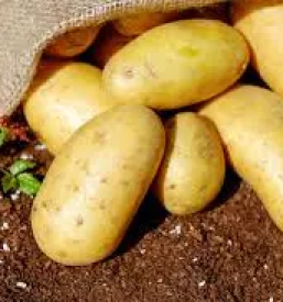 Ekoloska zelenjava pragersko