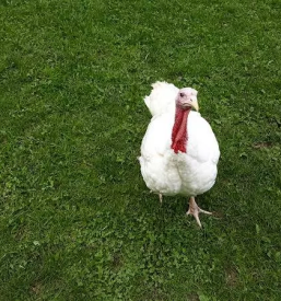 Vzreja puranov v sloveniji