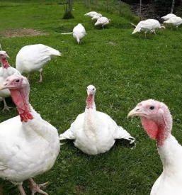 Vzreja puranov v sloveniji