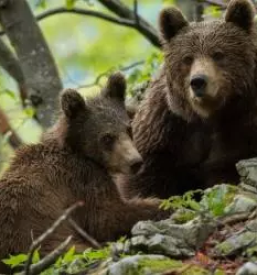 Javni zavod za kulturo turizem in medgeneracijsko sodelovanje sneznik loska dolina