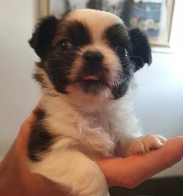 Nakup mladicev si cu gorenjska