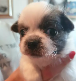 Nakup mladicev si cu gorenjska