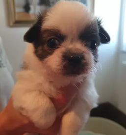 Nakup mladicev si cu gorenjska