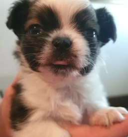 Nakup mladicev si cu gorenjska