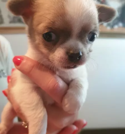 Nakup mladickov civav gorenjska