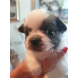 Vzreja psov, Katjuša Finžgar s.p.