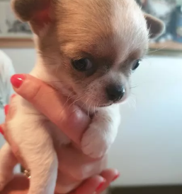 Nakup mladickov civav gorenjska