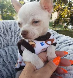 Nakup mladickov civav gorenjska