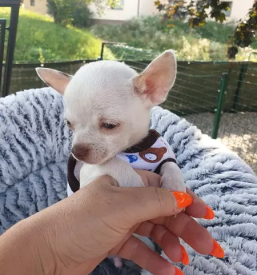 Nakup mladickov civav gorenjska