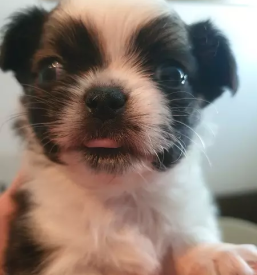 Nakup mladickov civav gorenjska