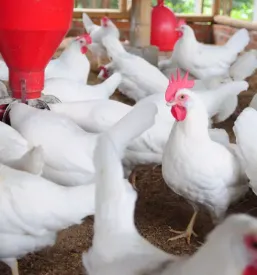 Veterinar za perutnino domzale osrednja slovenija