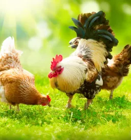 Veterinarske storitve za perutnino domzale