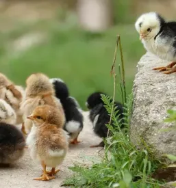 Veterinarske storitve za perutnino domzale
