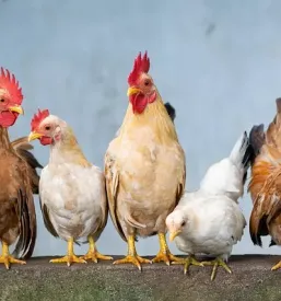 Veterinarske storitve za perutnino domzale