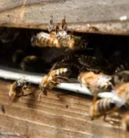 Kakovosten ekoloski med in marmelada slovenija