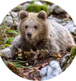 Javni zavod za kulturo, turizem in medgeneracijsko sodelovanje Snežnik