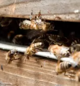 Kvaliteten med slovenija