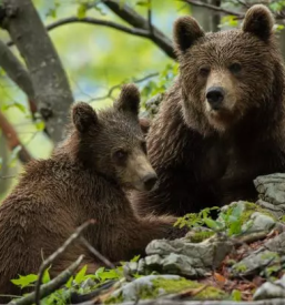Organizirano opazovanje medvedov