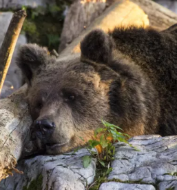 Opazovanje medvedov Notranjska