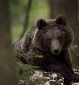 Opazovanje medveda loska dolina slovenija