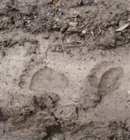 turistične prireditve Loška dolina
