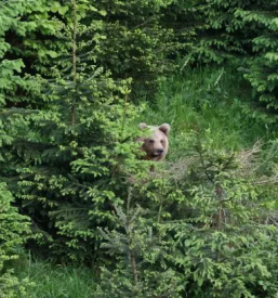 Kulturne prireditve Loška dolina