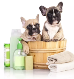 Pasji salon in varstvo psov Ljubljana