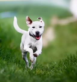 Pasji salon in varstvo psov Ljubljana, Osrednja Slovenija