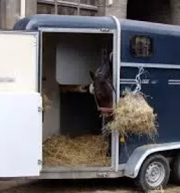 Prevoz konjev maribor