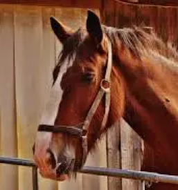 Prevoz konjev maribor