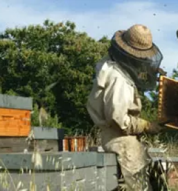 Prodaja ekoloskega medu v sloveniji