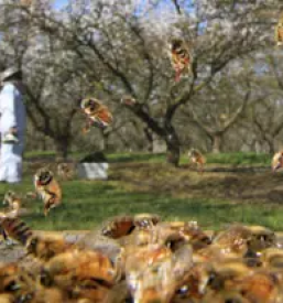 Prodaja ekoloskega medu v sloveniji