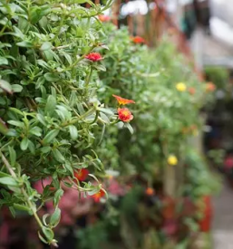 Vrtni center trebnje