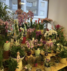 dobra cvetličarna v trbovljah